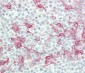 IFNA4 Antibody (C-term)